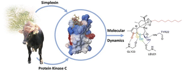 Graphical abstract: Binding of the plant-derived toxin simplexin to bovine protein kinase C: insights from molecular dynamics