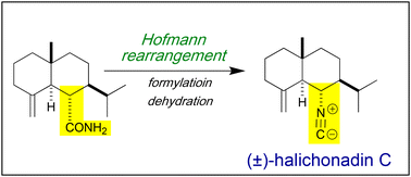 Graphical abstract: First synthesis of (±)-halichonadins A–D