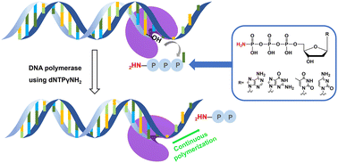 Graphical abstract: A phosphamide nucleotide analog: a substrate for polymerase synthesis of DNA