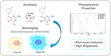 Graphical abstract: 2,4,5-Triaminopyrimidines as blue fluorescent probes for cell viability monitoring: synthesis, photophysical properties, and microscopy applications