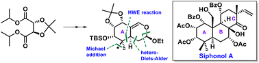 Graphical abstract: Asymmetric synthesis of the fully functionalized six-membered A-ring of siphonol A