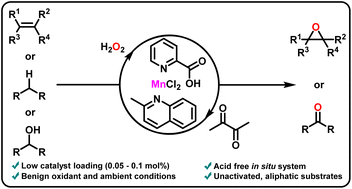 Graphical abstract: A manganese-based catalyst system for general oxidation of unactivated olefins, alkanes, and alcohols