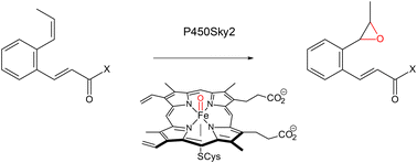 Graphical abstract: Biosynthesis of a new skyllamycin in Streptomyces nodosus: a cytochrome P450 forms an epoxide in the cinnamoyl chain