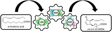 Graphical abstract: Development of an efficient and scalable bioprocess for the plant hormone 12-OPDA: Overcoming the hurdles of nature's biosynthesis