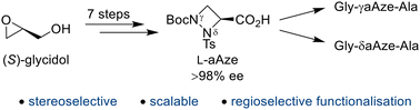 Graphical abstract: Stereoselective synthesis of (R)- and (S)-1,2-diazetidine-3-carboxylic acid derivatives for peptidomimetics