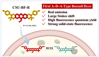 Graphical abstract: Design, synthesis, and biological application of A–D–A-type boranil fluorescent dyes