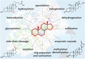 Graphical abstract: Recent developments in the enzymatic modifications of steroid scaffolds