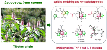 Graphical abstract: Unusual immunosuppressive pyridine-containing bisnor- (c23), tetranor- (c21) and pentanor- (c20) sesterterpenoids from Tibetan Leucosceptrum canum