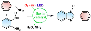 Graphical abstract: Aerobic oxidative synthesis of benzimidazoles by flavin photocatalysis
