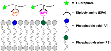 Graphical abstract: A change in metal cation switches selectivity of a phospholipid sensor from phosphatidic acid to phosphatidylserine