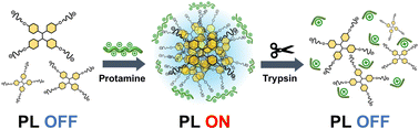 Graphical abstract: Micelle-based fluorogenic sensing of trypsin: a sensitive method in pancreatic disease diagnosis