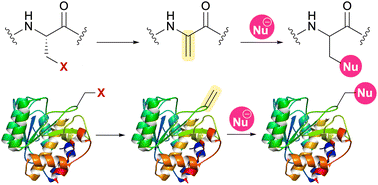 Graphical abstract: Efficient synthetic methods for α,β-dehydroamino acids as useful and environmentally benign building blocks in biological and materials science