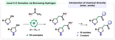 Graphical abstract: Borrowing hydrogen C-alkylation with secondary saturated heterocyclic alcohols