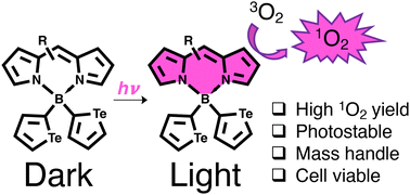 Graphical abstract: A series of potent BODIPY photosensitisers featuring tellurophene motifs at boron
