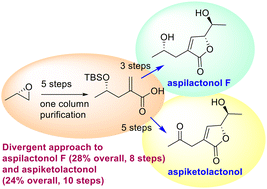 Graphical abstract: Asymmetric total syntheses of aspilactonol F and aspiketolactonol and synthetic studies toward diplofuranoxin
