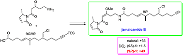 Graphical abstract: Total synthesis of jamaicamide B