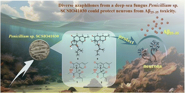 Graphical abstract: Neuroprotective azaphilones from a deep-sea derived fungus Penicillium sp. SCSIO41030