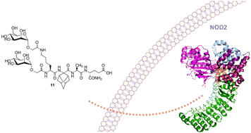 Graphical abstract: Di-mannosylation enhances the adjuvant properties of adamantane-containing desmuramyl peptides in vivo