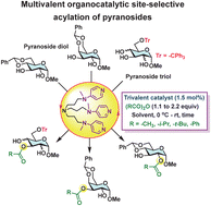 Graphical abstract: Trivalent dialkylaminopyridine-catalyzed site-selective mono-O-acylation of partially-protected pyranosides