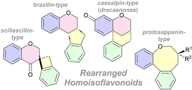 Graphical abstract: Advances in the synthesis of rearranged homoisoflavonoids
