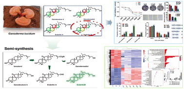 Graphical abstract: Semisynthesis and antitumor activity of endertiin B and related triterpenoids from Ganoderma lucidum