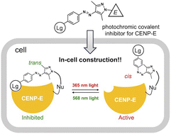 Graphical abstract: In-cell chemical construction of a photoswitchable CENP-E using a photochromic covalent inhibitor