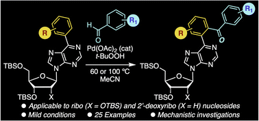 Graphical abstract: Purinyl N-directed aroylation of 6-arylpurine ribo- and 2′-deoxyribonucleosides, and mechanistic insights