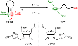 Graphical abstract: Cell-resistant wavelength-shifting molecular beacons made of l-DNA and a clickable l-configured uridine