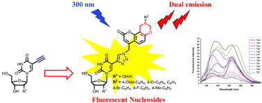 Graphical abstract: Synthesis, characterization and photophysical studies of dual-emissive base-modified fluorescent nucleosides