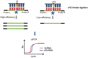 Graphical abstract: Accurate identification of 8-oxoguanine in RNA with single-nucleotide resolution using ligase-dependent qPCR