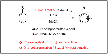 Graphical abstract: Halogenation of aromatic compounds with N-halosuccinimides (NXS) catalysed by d-camphorsulfonic acid-BiCl3