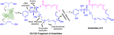 Graphical abstract: Stereo flexible synthesis of the C8–C23 fragment of antarlides, androgen receptor antagonists