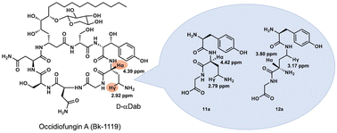 Graphical abstract: Determination of the amino linkage of the d-Dab residue of the cyclic lipo-octapeptide occidiofungins A–D and the antifungal activity of their analogues