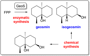 Graphical abstract: Enantioselective synthesis of all stereoisomers of geosmin and of biosynthetically related natural products