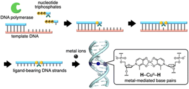 Graphical abstract: Enzymatic synthesis of ligand-bearing oligonucleotides for the development of metal-responsive DNA materials
