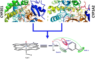 Graphical abstract: Mechanistic insights into the metabolic pathways of vanillin: unraveling cytochrome P450 interaction mechanisms and implications for food safety