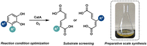 Graphical abstract: Sustainable biocatalytic synthesis of substituted muconic acids