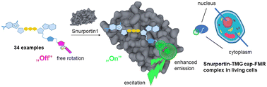 Graphical abstract: Trimethylguanosine cap-fluorescent molecular rotor (TMG–FMR) conjugates are potent, specific snurportin1 ligands enabling visualization in living cells