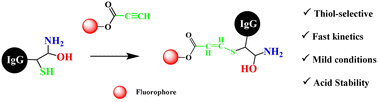 Graphical abstract: A thiol-selective and acid-stable protein modification strategy using an electron-deficient yne reagent