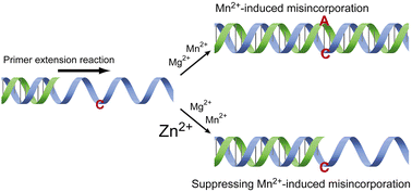 Graphical abstract: Zn2+ ions improve the fidelity of metal-mediated primer extension while suppressing intrinsic and Mn2+-induced mutagenic effects by DNA polymerases