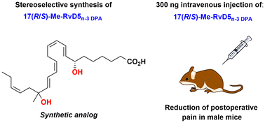 Graphical abstract: Synthesis of the methyl ester of 17(R/S)-Me-RvD5n-3 DPA and relief of postoperative pain in male mice