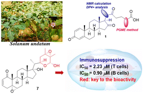 Graphical abstract: Highly oxygenated steroids with immunosuppressive activity from Solanum undatum