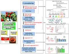 Graphical abstract: Bioactive compounds from Crataegus pinnatifida Bge. leaves: potential health benefits