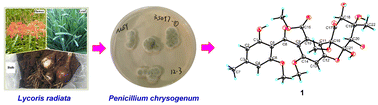 Graphical abstract: Penicichrysol A: an unprecedented polyketide produced by Penicillium chrysogenum