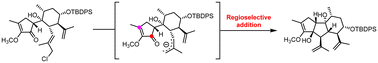 Graphical abstract: Forging the tricyclic core framework of euphordraculoate B via a Barbier-type allyl addition