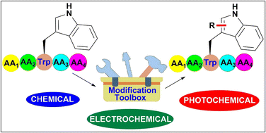 Graphical abstract: Tryptophan-specific modification and diversification of peptides and proteins