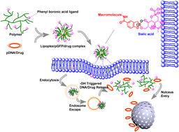 Graphical abstract: Phenylboronic acid-derived nanovectors for gene/drug delivery by targeting cell surface glycans