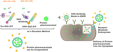 Graphical abstract: Target-selective cytosolic delivery of cargo proteins using the VHH-presented OLE-ZIP capsules