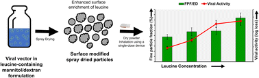 Graphical abstract: Effect of leucine as an aerosolization enhancer on the bioactivity of spray dried viral-vectored vaccines for inhalation