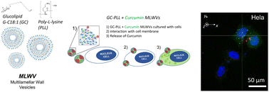 Graphical abstract: Multilamellar nanovectors composed of microbial glycolipid–polylysine complexes for drug encapsulation